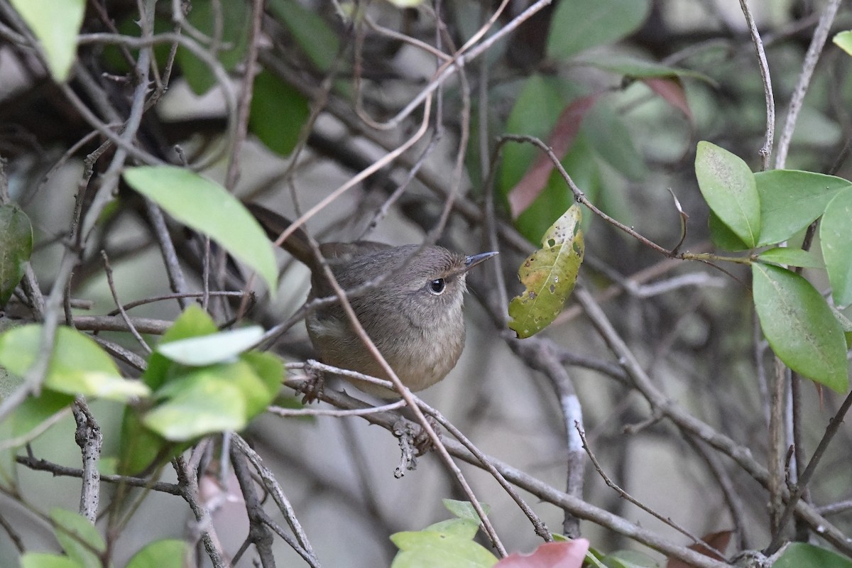 Brownish-flanked Bush Warbler - ML284267491