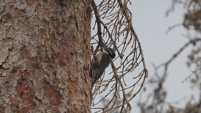 American Three-toed Woodpecker (Rocky Mts.) - ML284268331