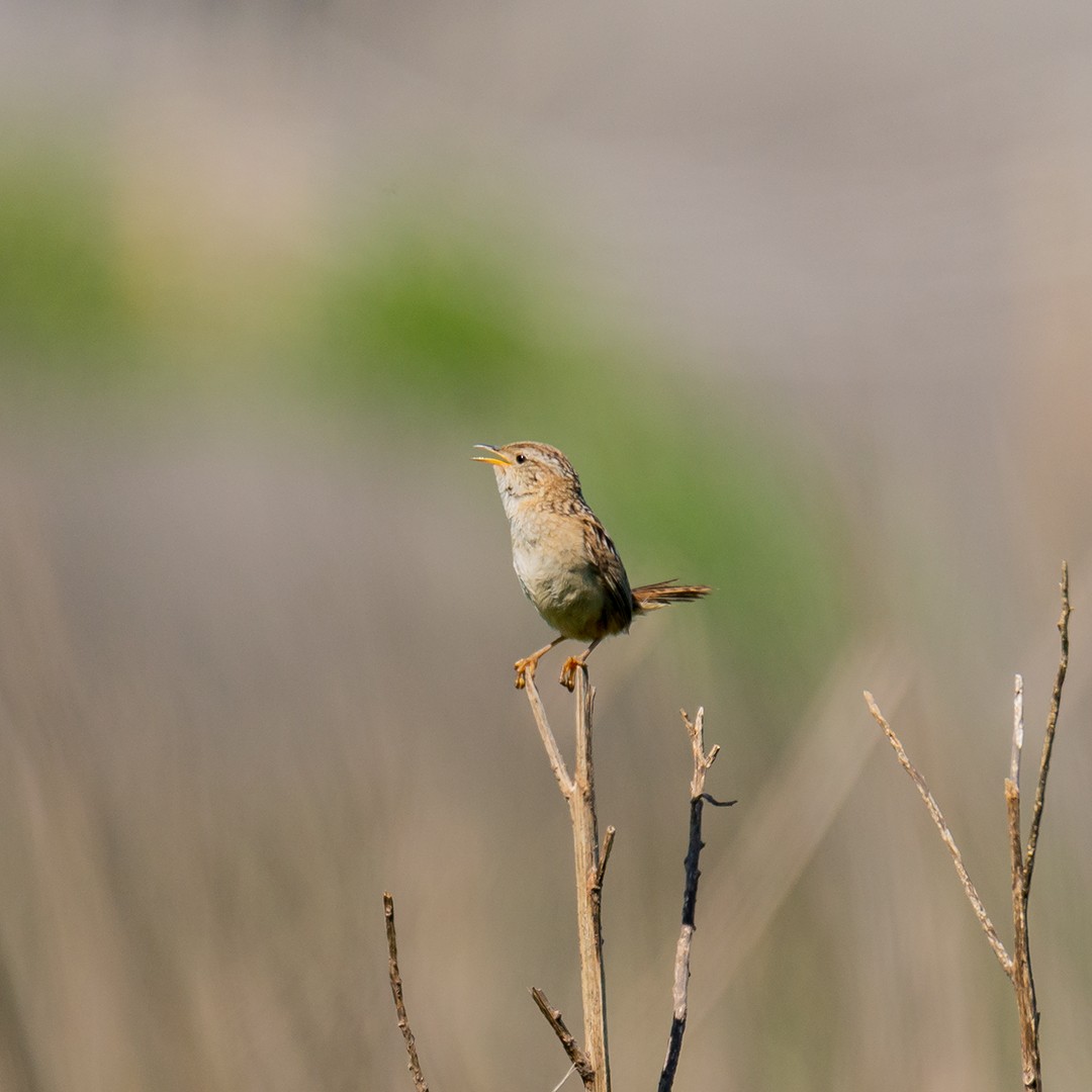 Grass Wren - ML284268561