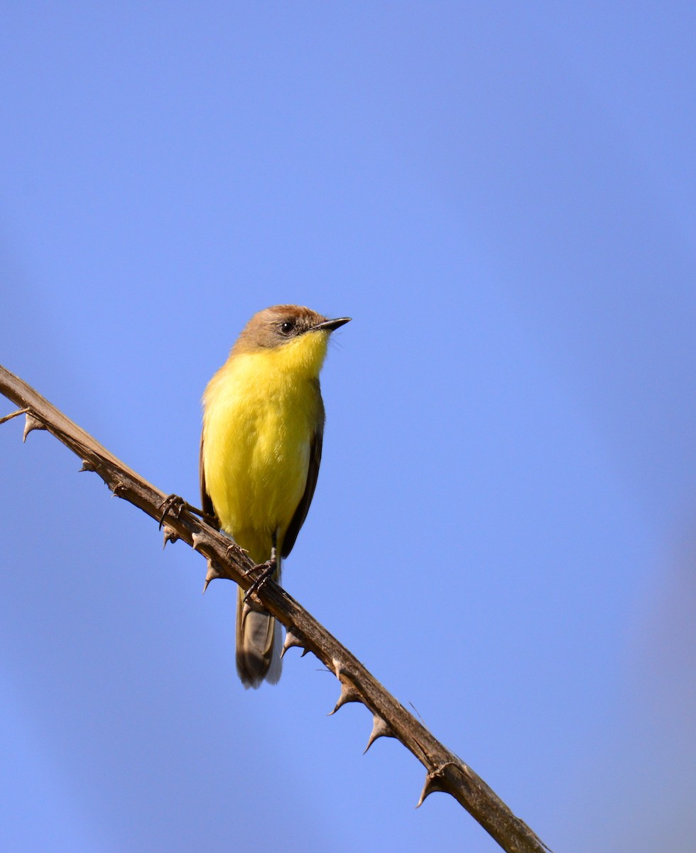 Ticking Doradito - ML284269421