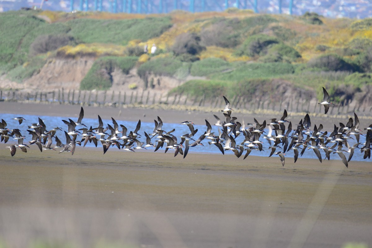 Black Skimmer - ML284270431