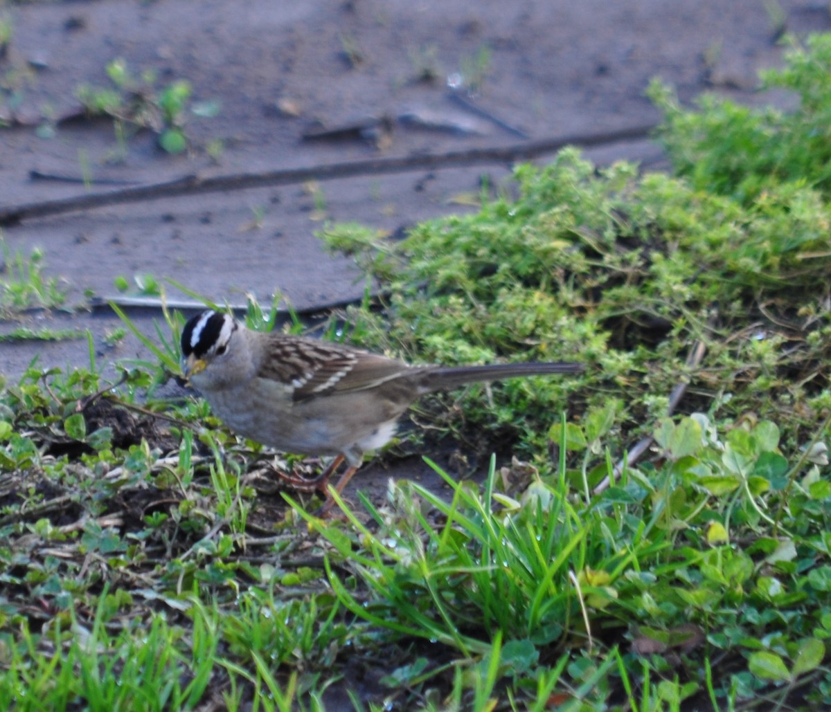 White-crowned Sparrow (pugetensis) - Bill Tweit