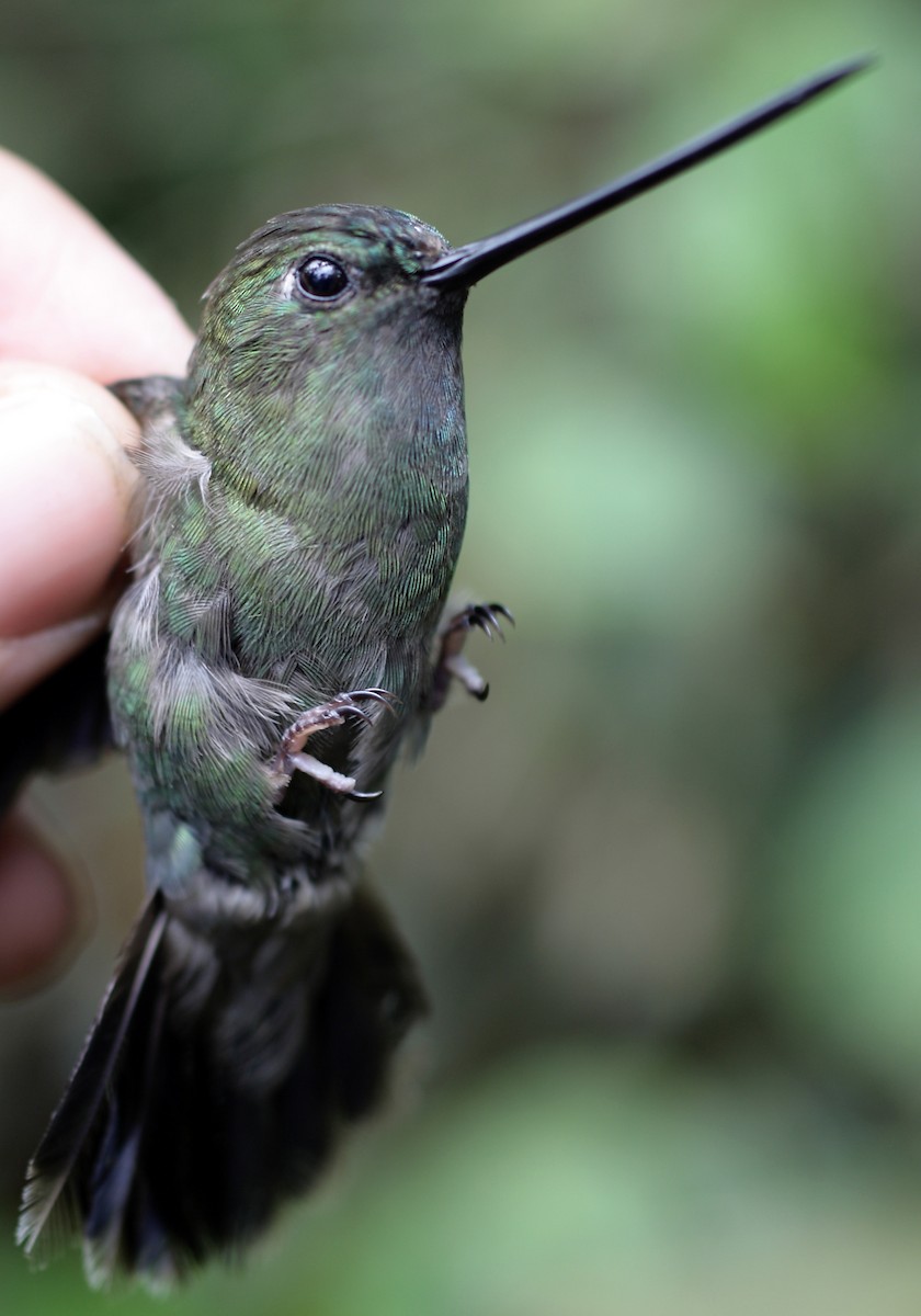 kolibřík zelenočelý - ML28427141