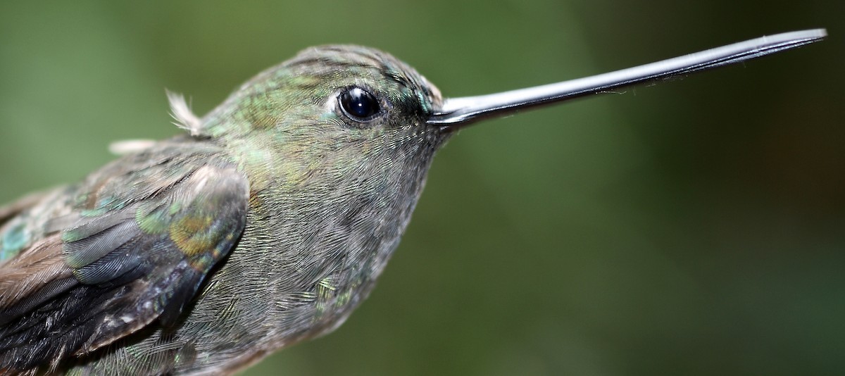 kolibřík zelenočelý - ML28427161