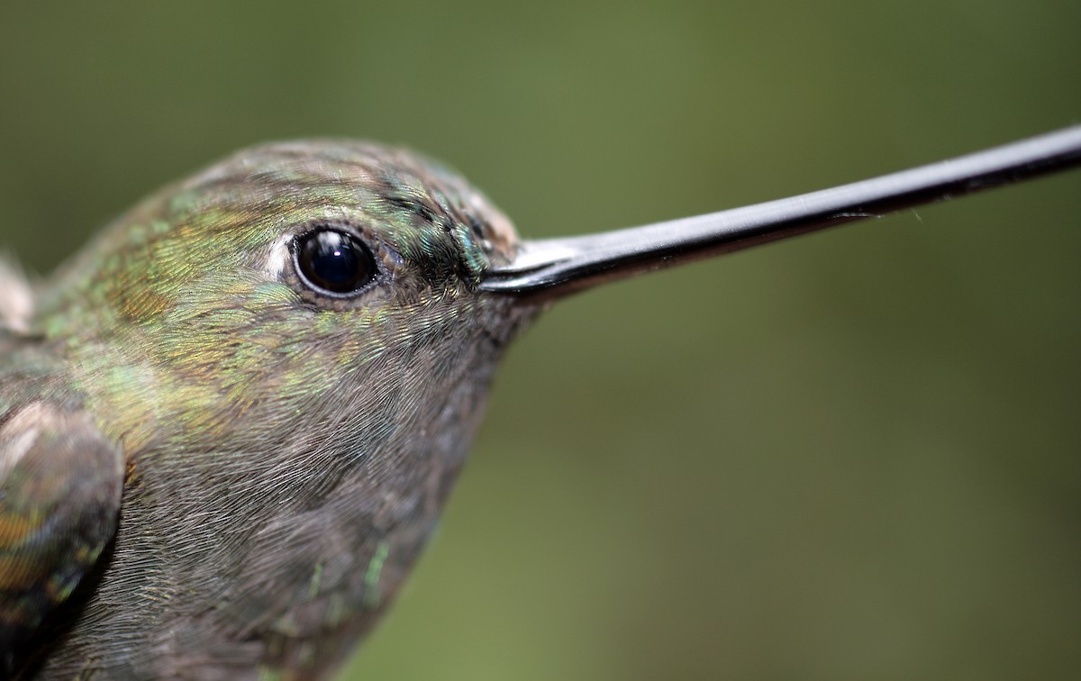kolibřík zelenočelý - ML28427171