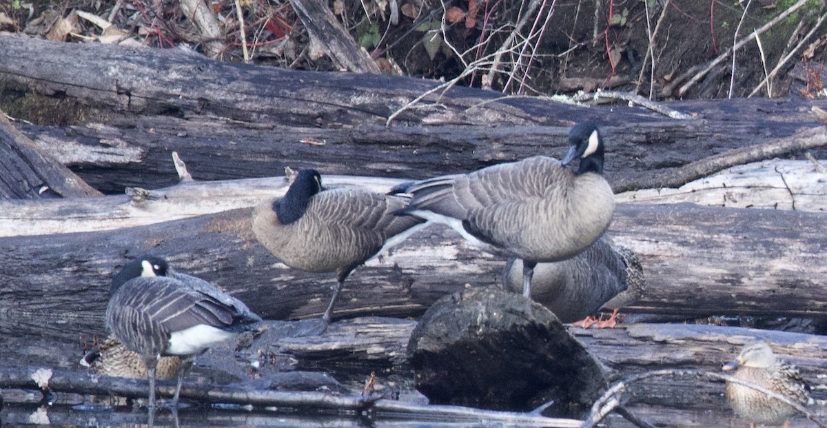 Canada Goose (occidentalis/fulva) - ML284273131