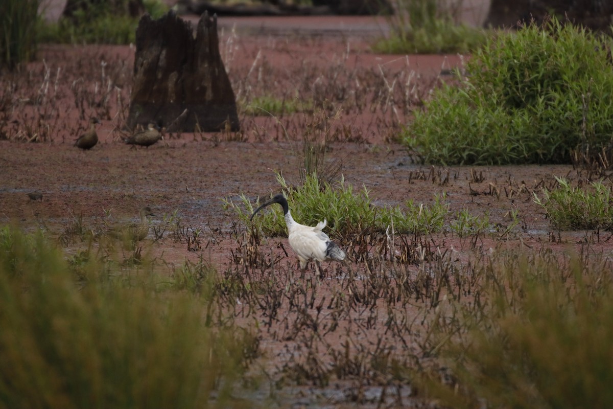 Australian Ibis - ML284273811