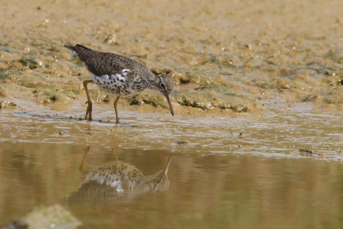 Spotted Sandpiper - ML284277191