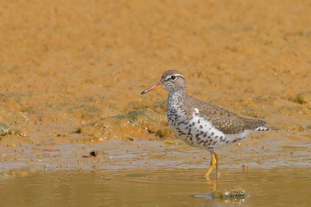 Spotted Sandpiper - ML284277221