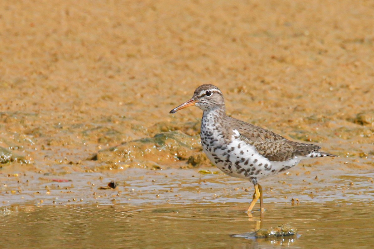 Spotted Sandpiper - ML284277241