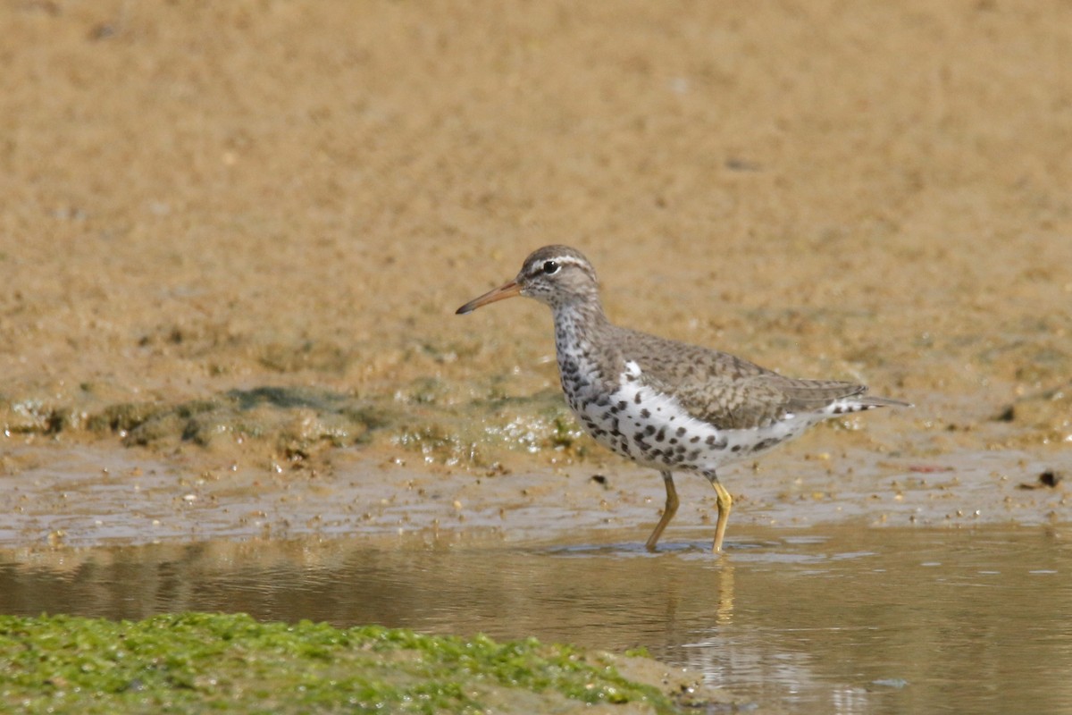 Spotted Sandpiper - ML284277251