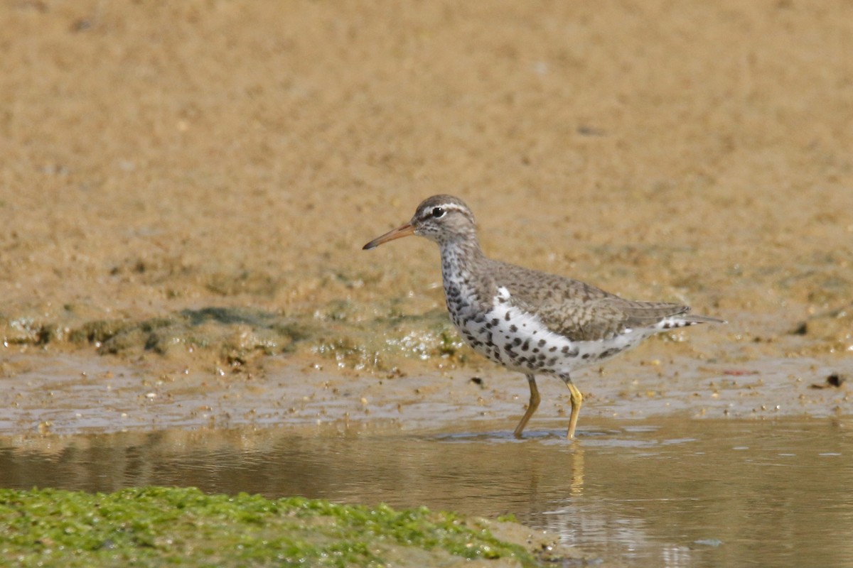 Spotted Sandpiper - Tiago Guerreiro