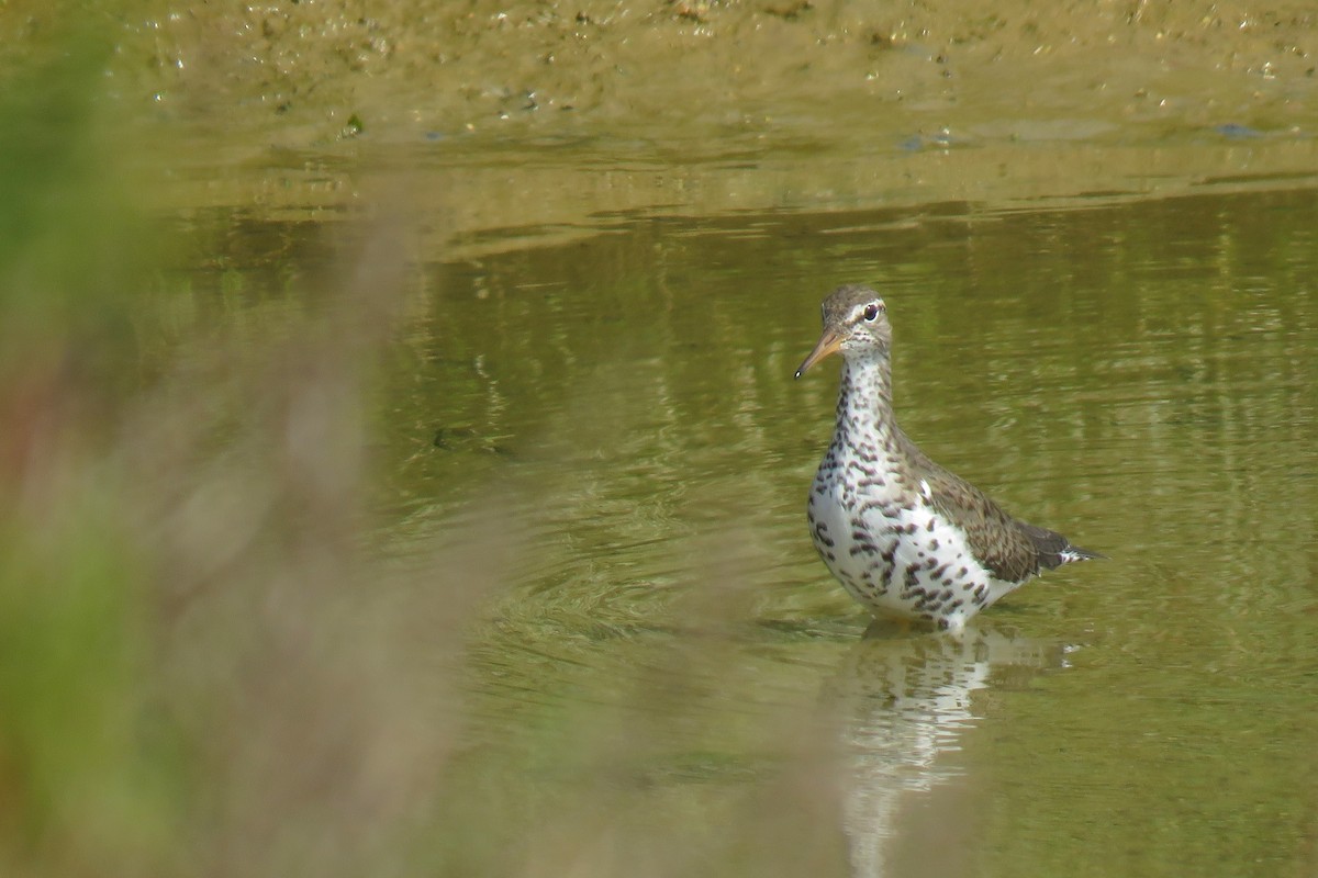 Spotted Sandpiper - ML284277271