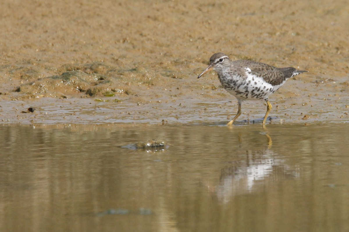 Spotted Sandpiper - Tiago Guerreiro