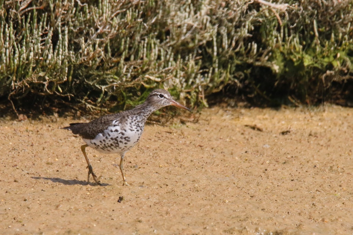 Spotted Sandpiper - ML284277301
