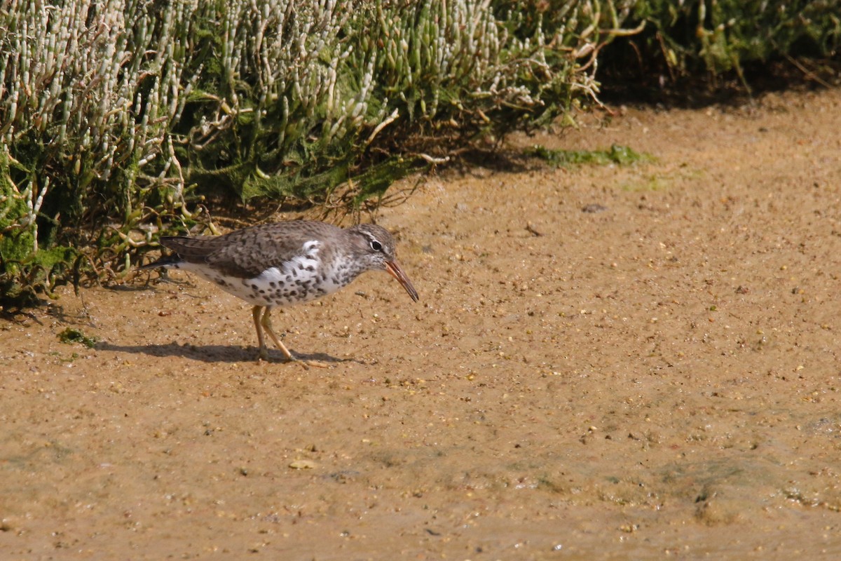 Spotted Sandpiper - ML284277311