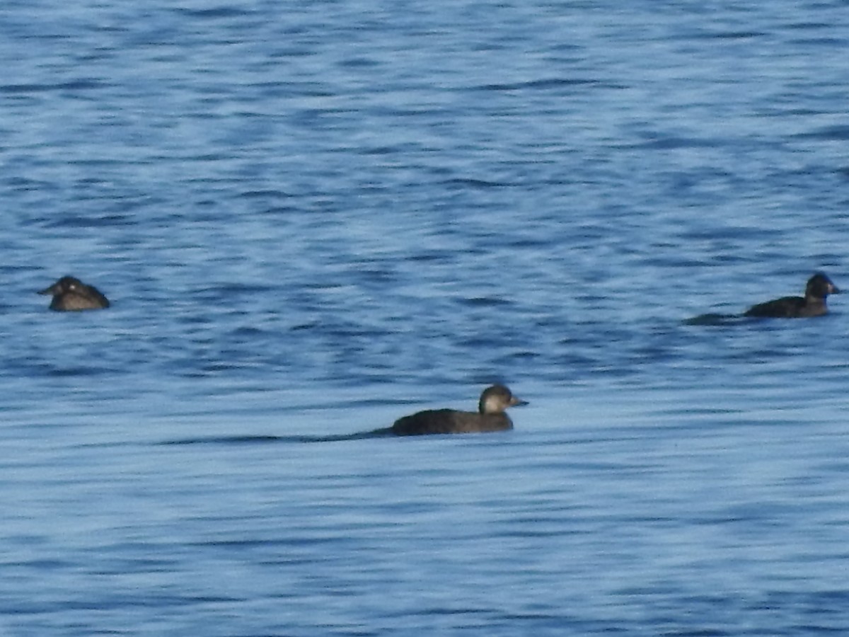 Black Scoter - Timothy Leque