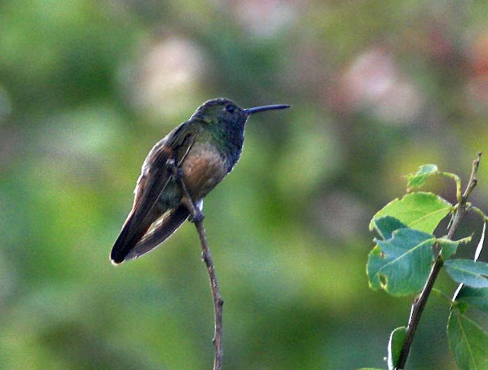Chestnut-bellied Hummingbird - ML28427851