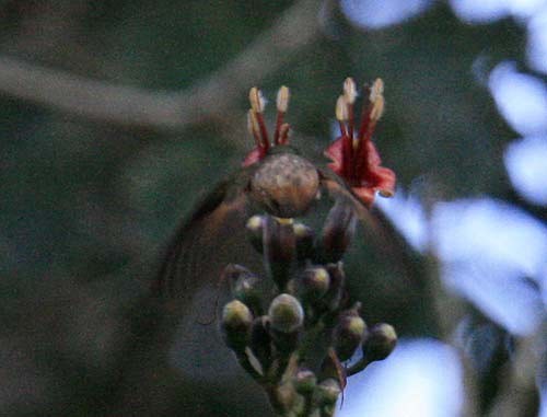 Kestane Karınlı Kolibri - ML28427941