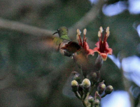Chestnut-bellied Hummingbird - ML28427951