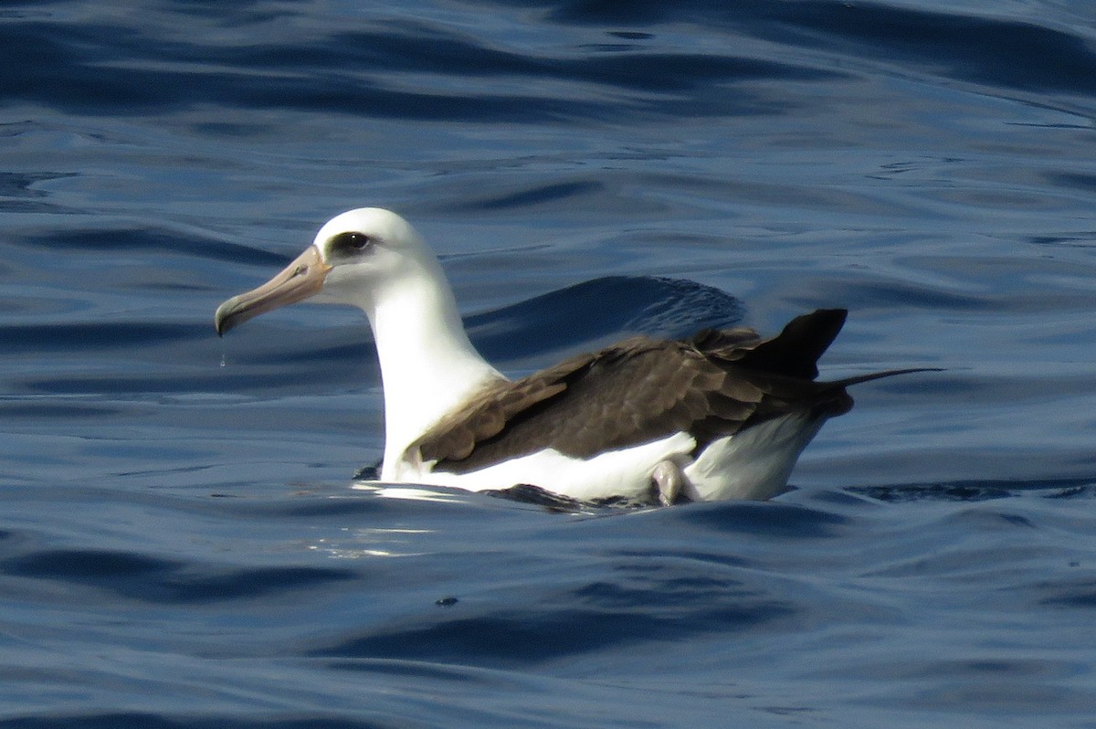 Laysan Albatross - ML284280191