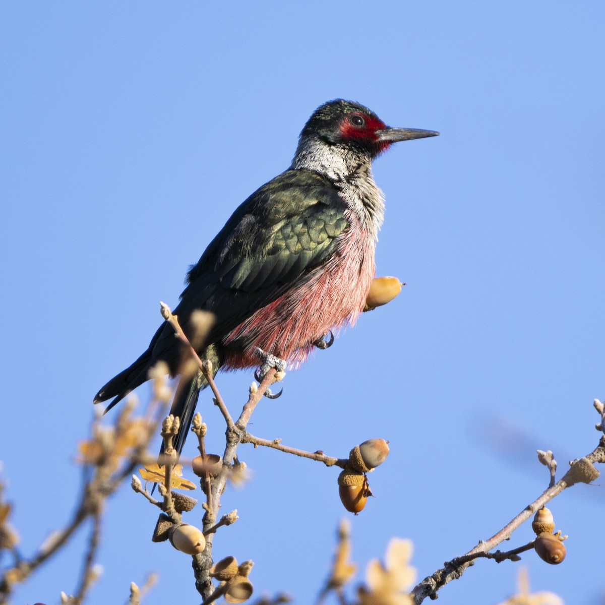 Lewis's Woodpecker - Daniel Knapp