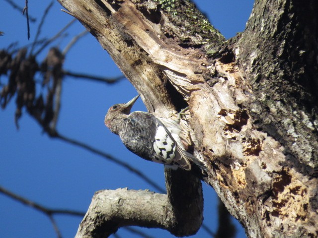 Red-headed Woodpecker - ML284282221