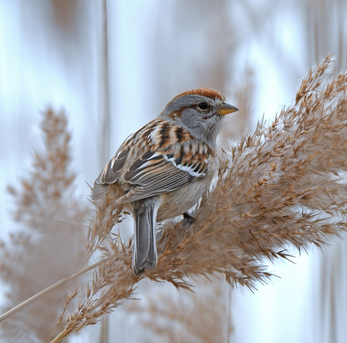American Tree Sparrow - ML284282571