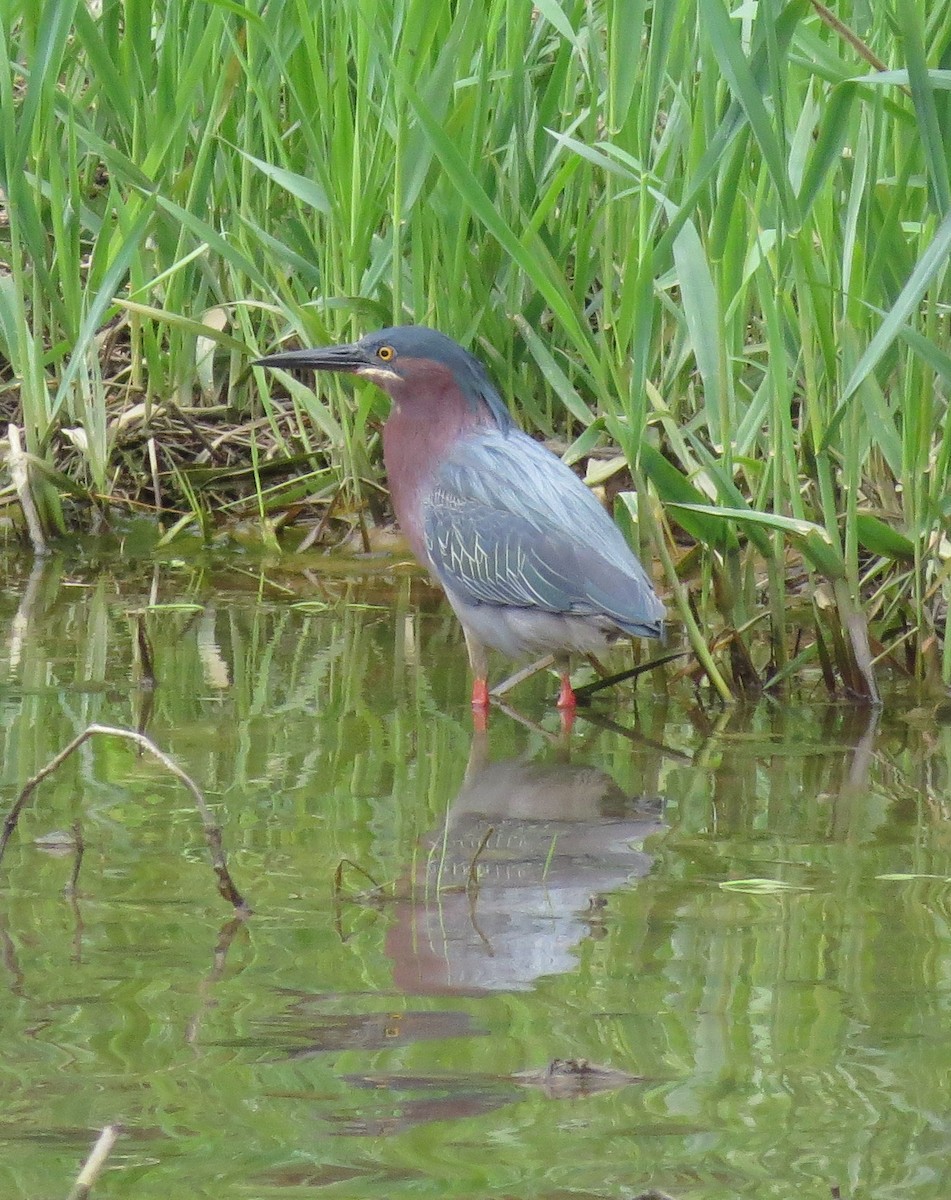 Green Heron - ML28428411