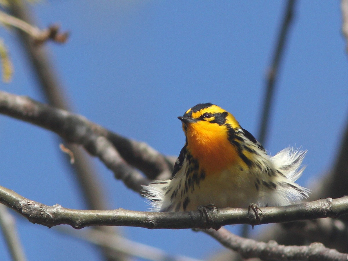 Blackburnian Warbler - ML28428421