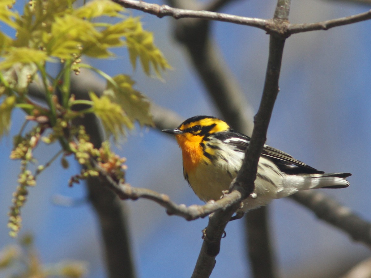 Blackburnian Warbler - ML28428441