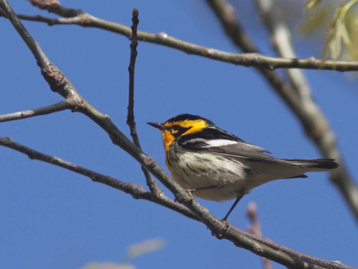 Blackburnian Warbler - ML28428471