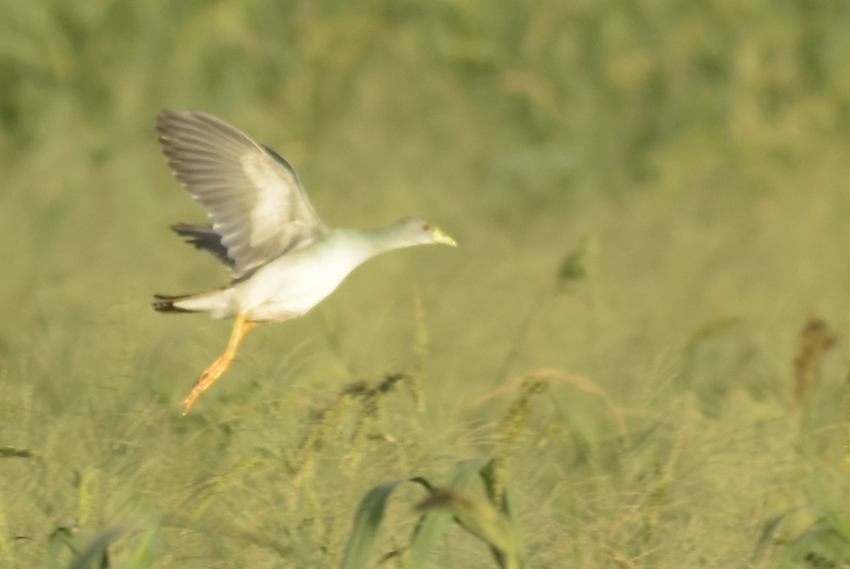 Azure Gallinule - Bruno Bareiro