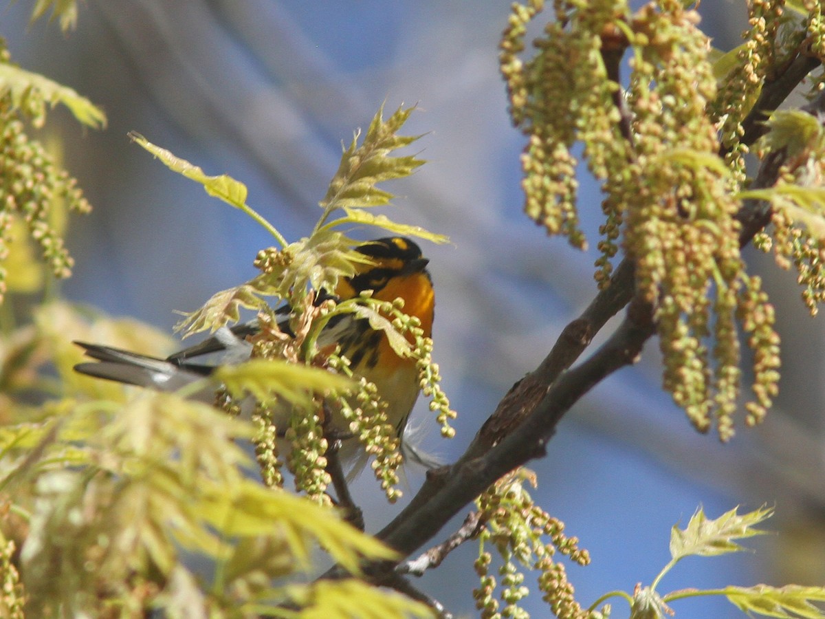 Blackburnian Warbler - ML28428581