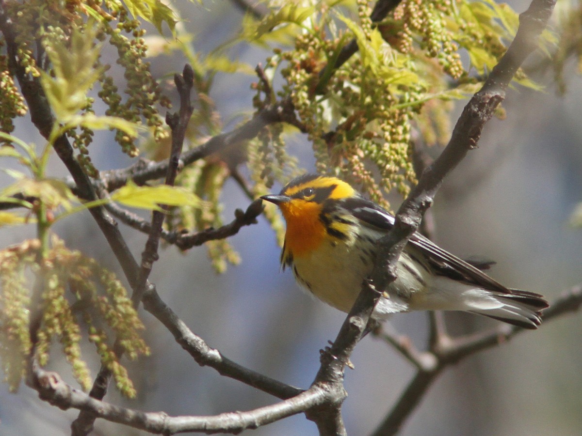 Blackburnian Warbler - Larry Therrien