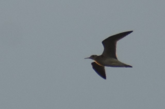 Upland Sandpiper - Bruno Bareiro