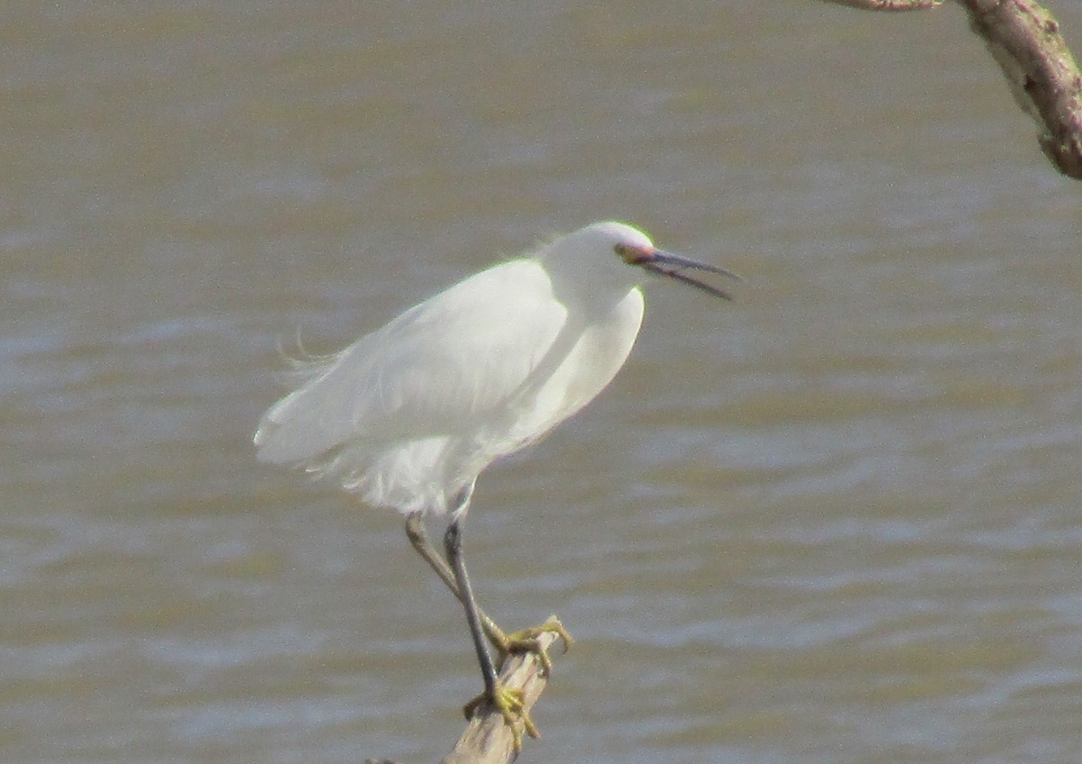 Snowy Egret - Doug Jenness