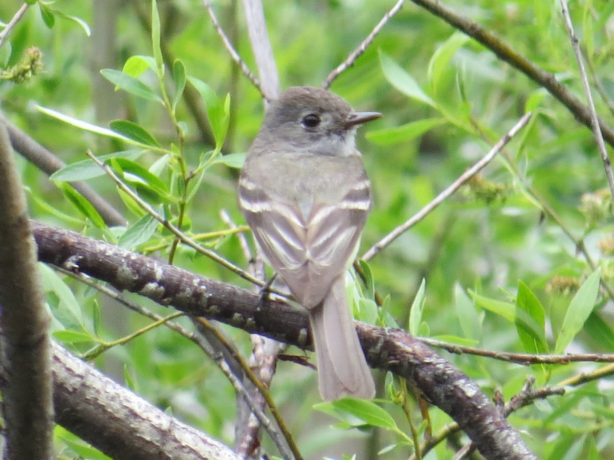 Hammond's Flycatcher - Courtney Kelly Jett