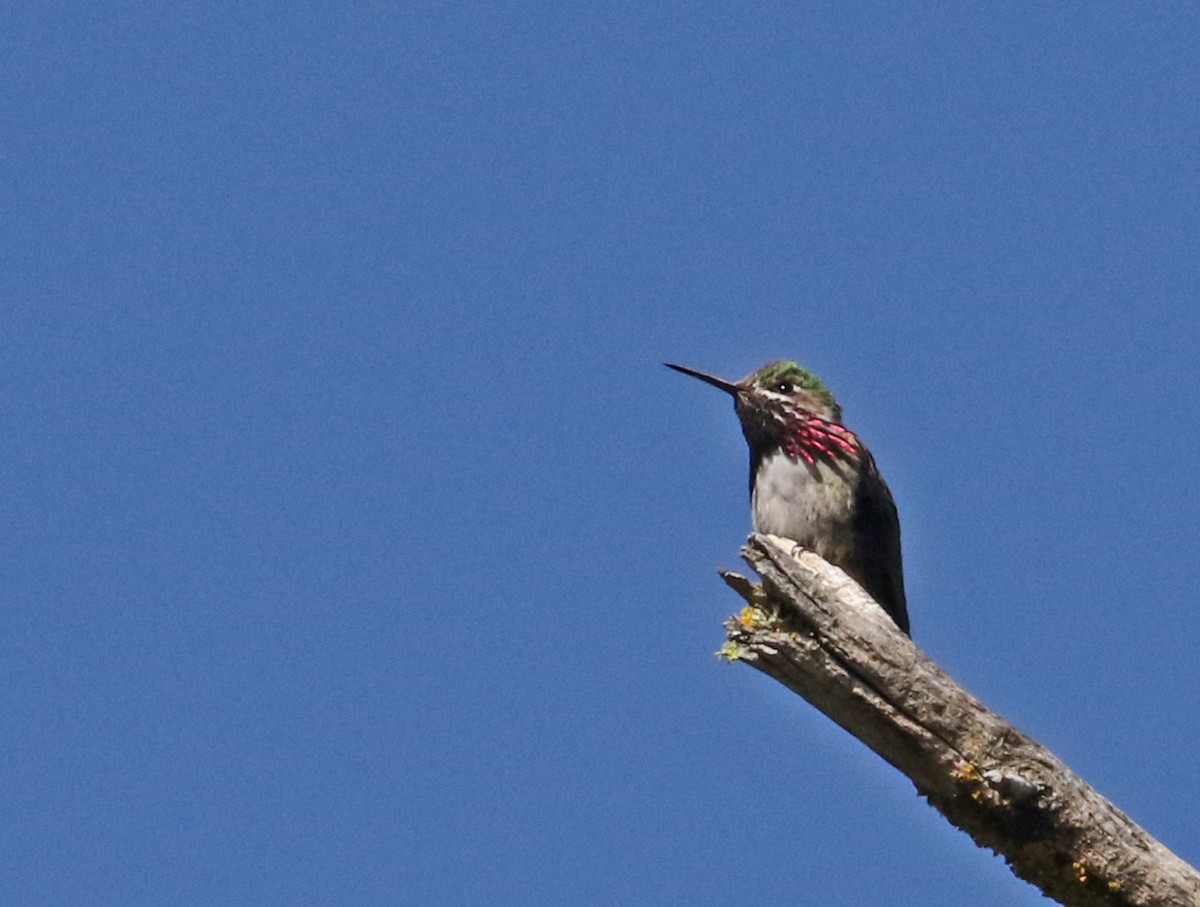 Calliope Hummingbird - Norman Barrett