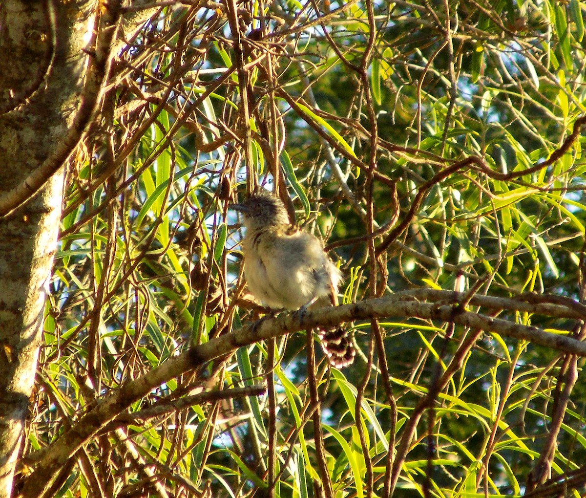 Barred Antshrike - ML284295501