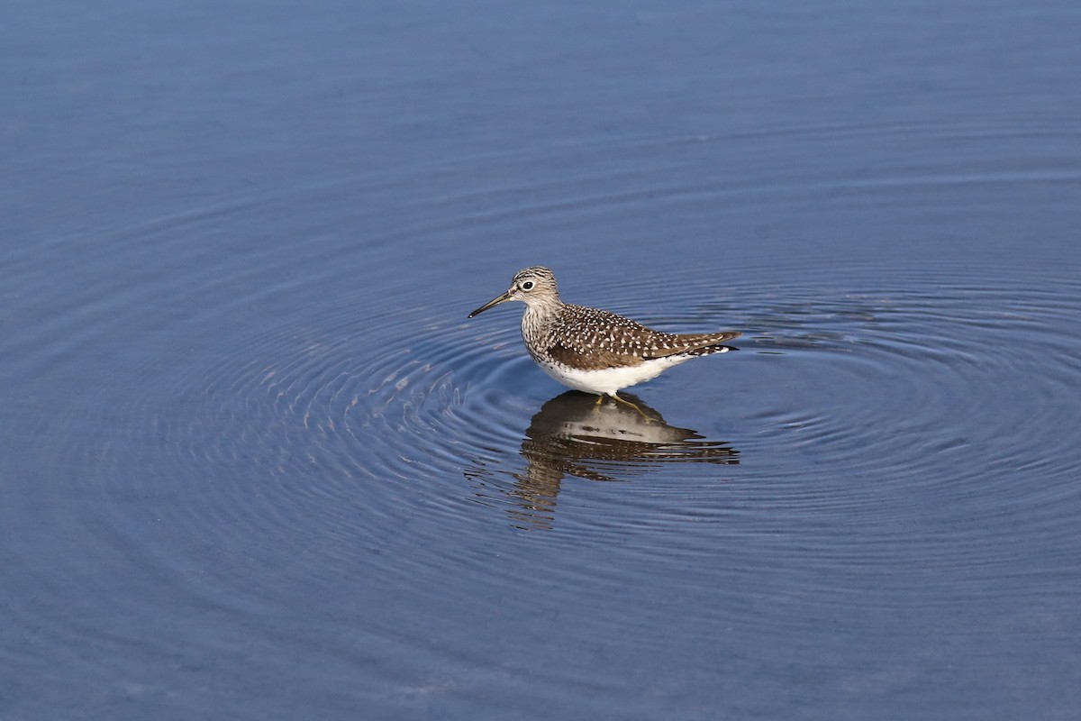 Solitary Sandpiper - Peter Hosner