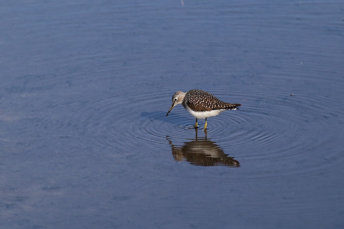 Solitary Sandpiper - Peter Hosner