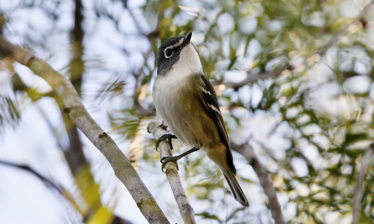 Blue-headed Vireo - Aaron Boone