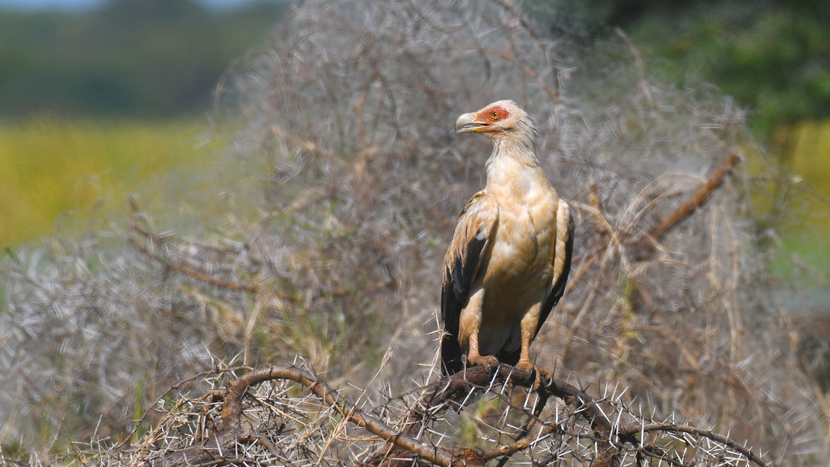 Palm-nut Vulture - ML284296911