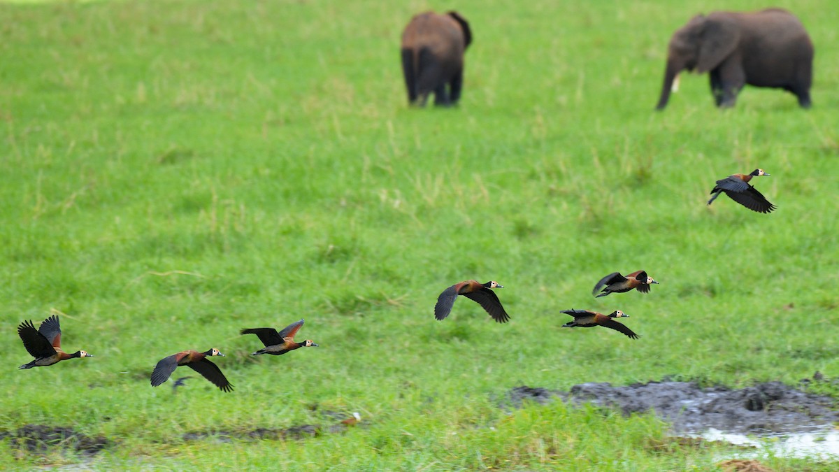 White-faced Whistling-Duck - James Livaudais