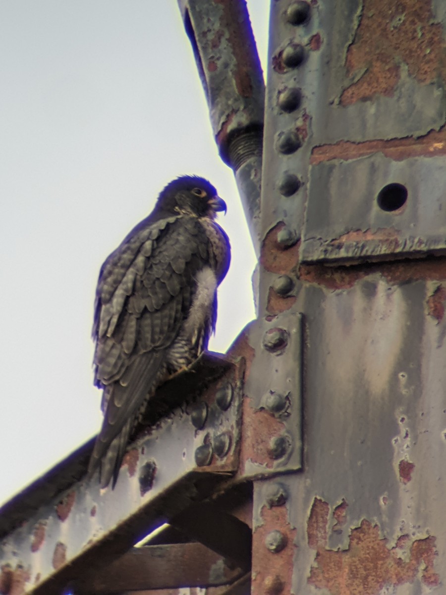 Peregrine Falcon - Mark Holland