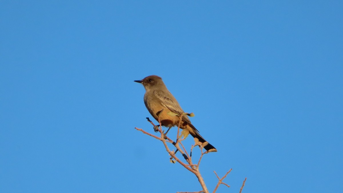 Say's Phoebe - Bill  Feusahrens