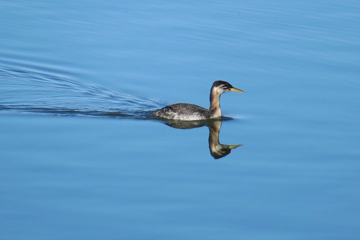 Red-necked Grebe - ML284304481