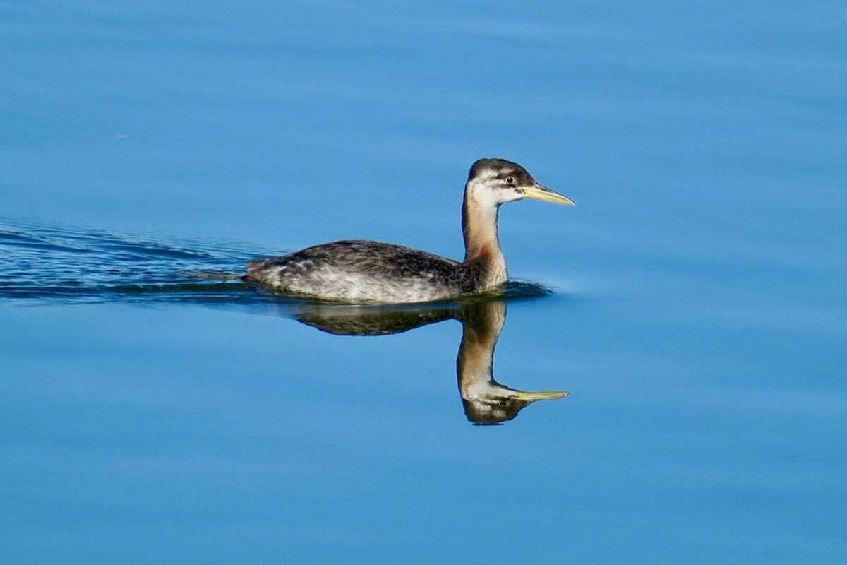 Red-necked Grebe - ML284304491
