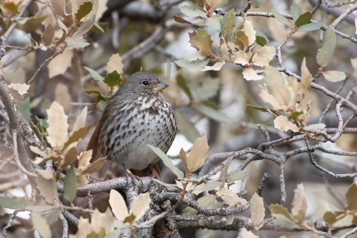 Fox Sparrow - ML284304671